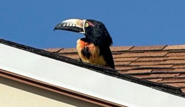 Tucson residents seek help finding escaped toucan