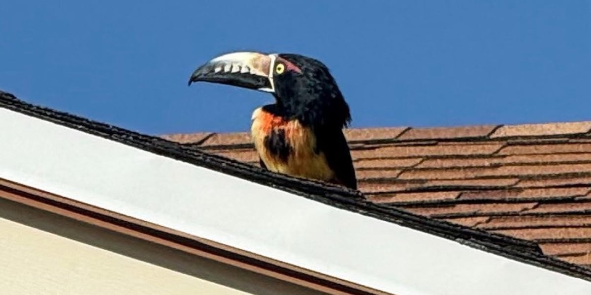 Tucson residents seek help finding escaped toucan