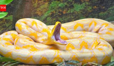 A 16-foot Burmese python weighing 147.9 pounds was released after radio-tagging in Florida; US scientists are now testing drones to track invasive snakes across the Everglades | World News