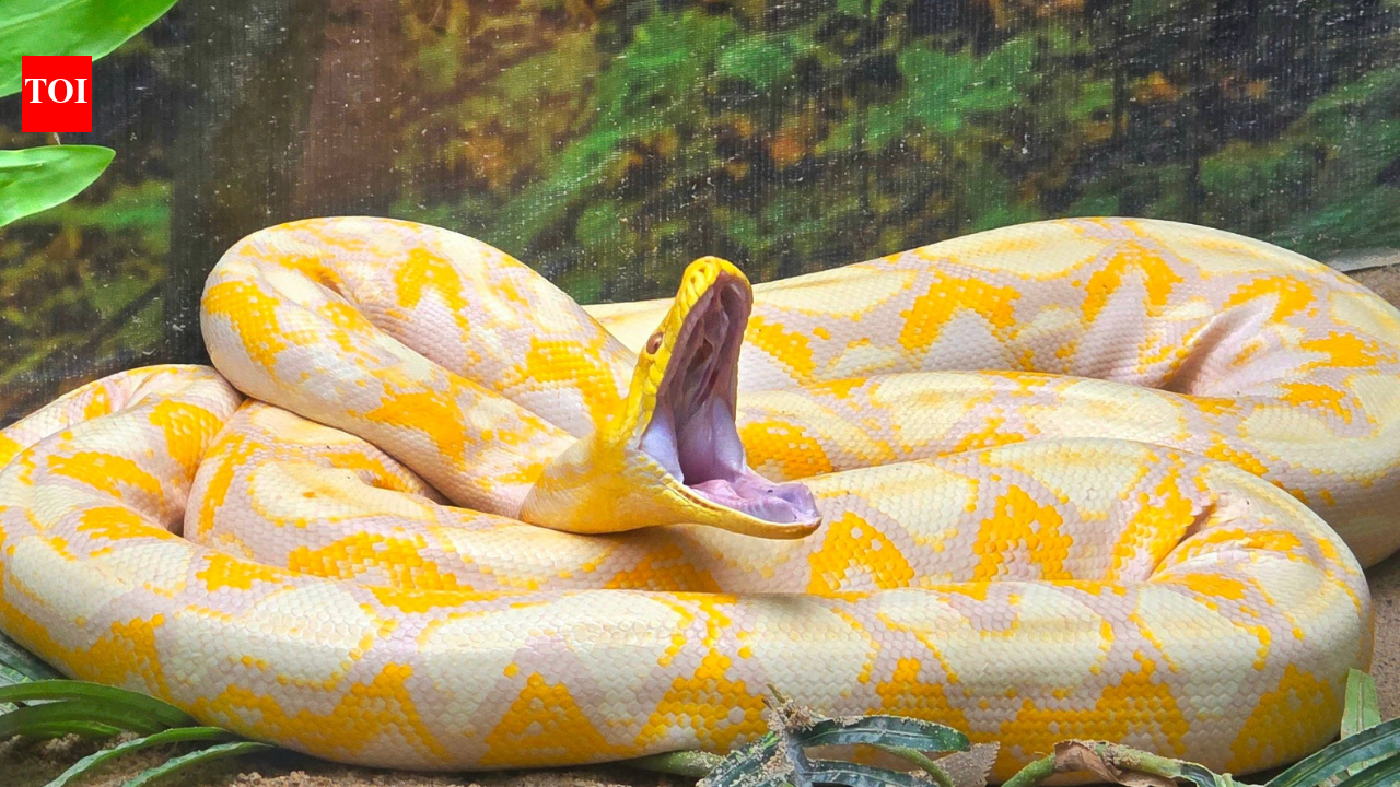 A 16-foot Burmese python weighing 147.9 pounds was released after radio-tagging in Florida; US scientists are now testing drones to track invasive snakes across the Everglades | World News