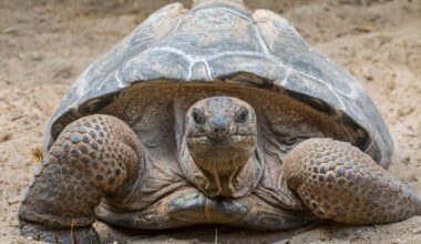 Once near extinction, these giant tortoises now outnumber people in the Seychelles, survey finds