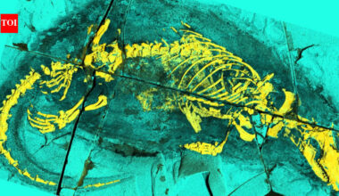 Scientists examined a 165-million-year-old fossil from China and found a broad swimming tail plus bony throat structures; the Jurassic mammal predecessor could feed and swallow in ways seen in modern mammals