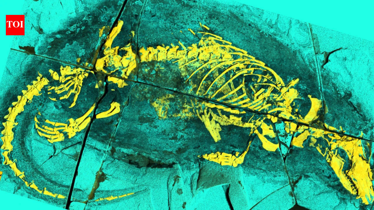 Scientists examined a 165-million-year-old fossil from China and found a broad swimming tail plus bony throat structures; the Jurassic mammal predecessor could feed and swallow in ways seen in modern mammals