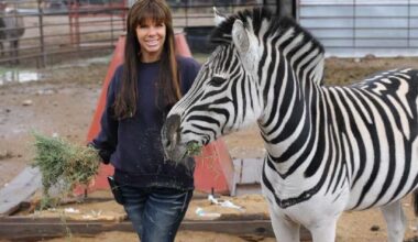 26-year-old Zebra in Utah seeks companionship after losing animal friends