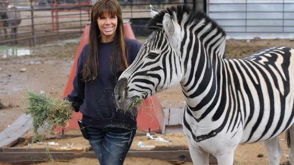 26-year-old Zebra in Utah seeks companionship after losing animal friends