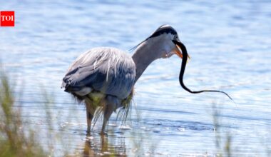 Secretary bird kicks a cobra's head with force five times its body weight: 5 birds that hunt down venomous snakes for lunch