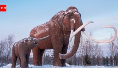 Using AI models, scientists are trying to do a Jurassic Park; bring back to Earth extinct Grey Wolf pups and Woolly mammoths
