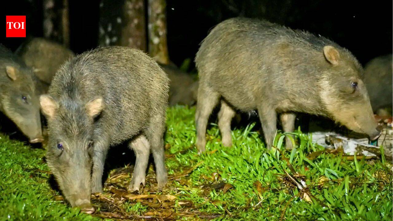 Costa Rica releases 13 white-lipped peccaries after an 18-year absence; the animals disperse seeds from 57 plant types |
