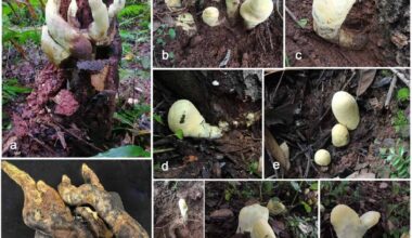 Scientists Shocked to Discover ‘D-rex’, a Giant Fungus from Chinese Forests Dating Back 65 Million Years