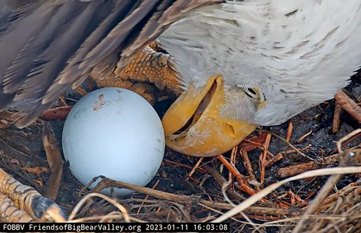 Closeup of a bald eagle inspecting an egg in a nest.