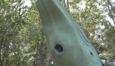 Tallahassee’s 9/11 whales are set to migrate south after WCTV report