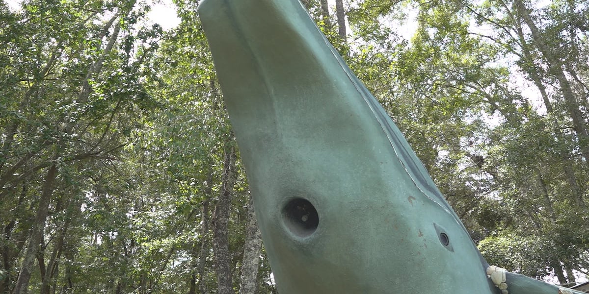 Tallahassee’s 9/11 whales are set to migrate south after WCTV report