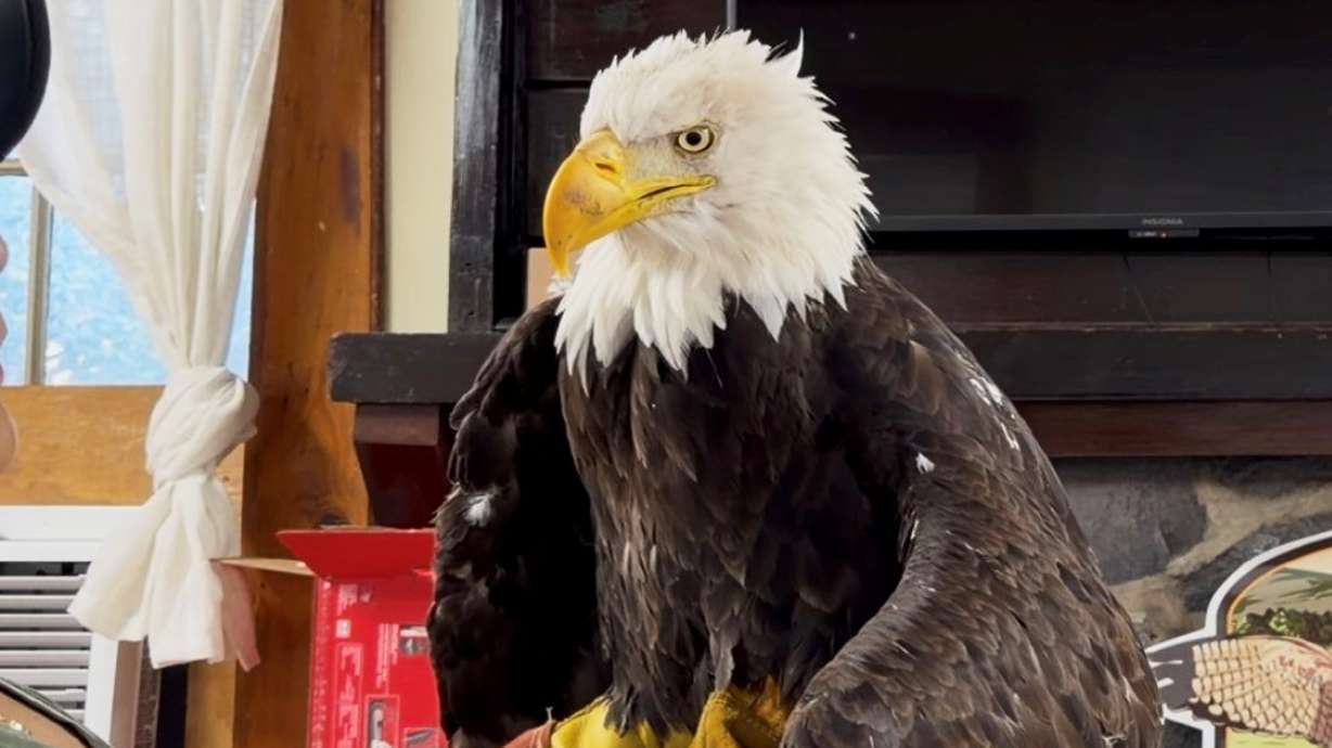 Bird flu caused the death of Jackie, a California bald eagle who captured hearts