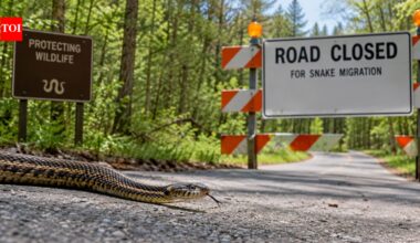 Illinois closes a forest road twice a year to protect migrating snakes, continuing a wildlife measure introduced in 1972 | World News