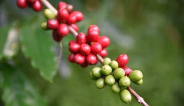 coffee beans