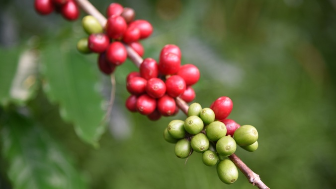 coffee beans