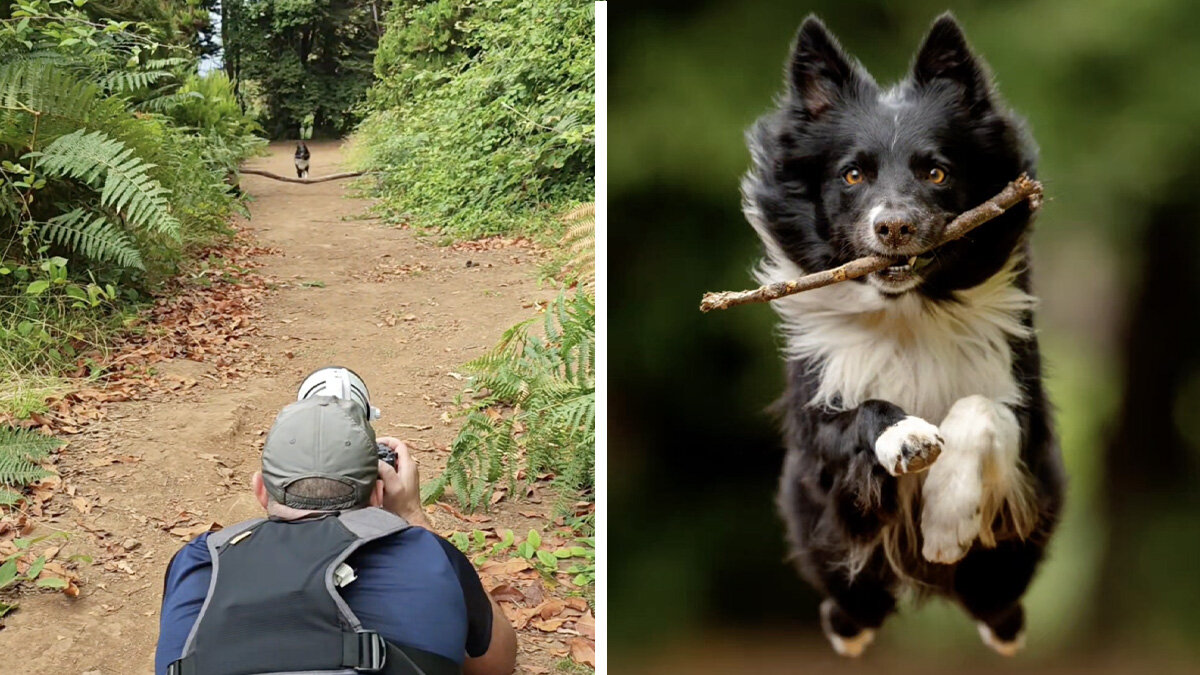 Photographer Reveals How He Captures Joyful Photos Of Dogs In Flight