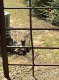 Woman Hears Cries Coming From Behind Building And Finds Cage With 16 Babies Piled Inside
