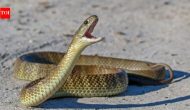 Dozens of venomous snakes were spotted inside an Australian airport, including a Qantas lounge; catchers say they appeared almost everywhere-from passenger areas to offices