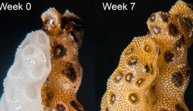 Coral Bleaching Reversed at Record Speed Using New Stanford Method: ‘Not a Lost Cause, at All’