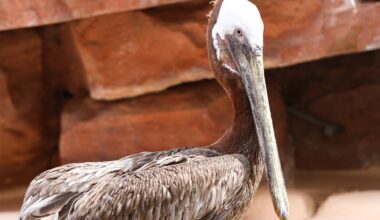 Flamingo Habitat's Bugsy the Pelican Goes to the Great Aviary in the Sky