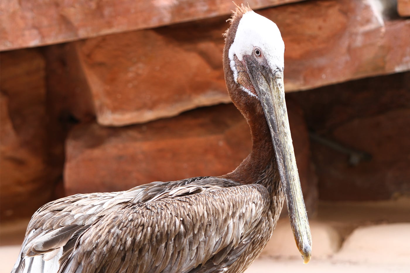 Flamingo Habitat's Bugsy the Pelican Goes to the Great Aviary in the Sky