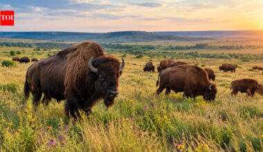 In 1993, a rancher donated 300 American bison that were released on an Oklahoma prairie; today, more than 2,000 roam the preserve, helping restore one of Earth's most threatened ecosystems | World News