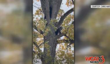BEARS SPOTTED: Police ask public to avoid downtown Middlebury