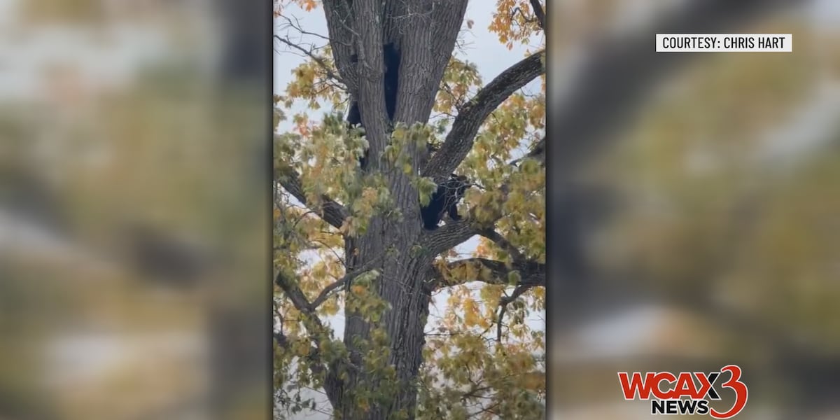 BEARS SPOTTED: Police ask public to avoid downtown Middlebury