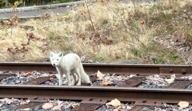 Luna the arctic fox is making friends and fans in Wisconsin, 2 years after being found in Portland