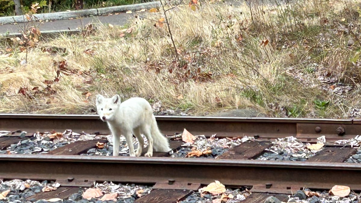 Luna the arctic fox is making friends and fans in Wisconsin, 2 years after being found in Portland