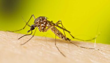 Invasive 'yellow fever mosquito' found in Davis County for the first time