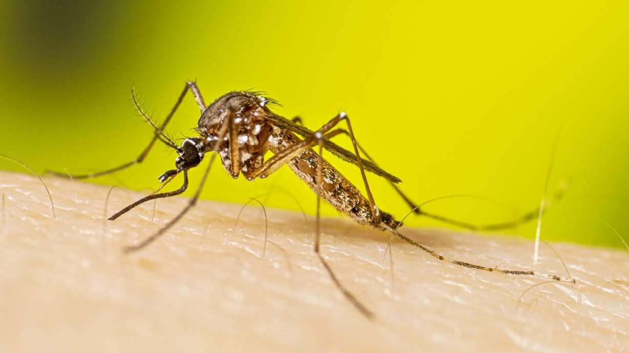 Invasive 'yellow fever mosquito' found in Davis County for the first time