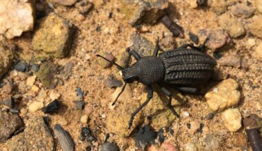 Wildfires attract thousands of these beetles while controlled burns kill ticks
