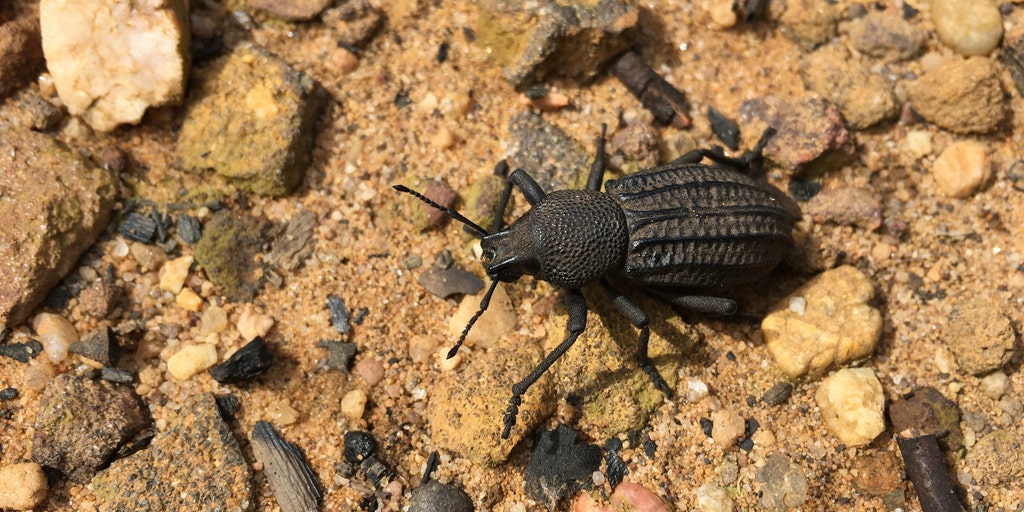 Wildfires attract thousands of these beetles while controlled burns kill ticks