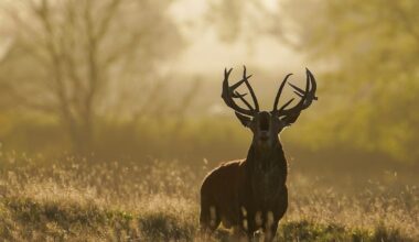 Deer-related crashes spike in the fall. Here's why.