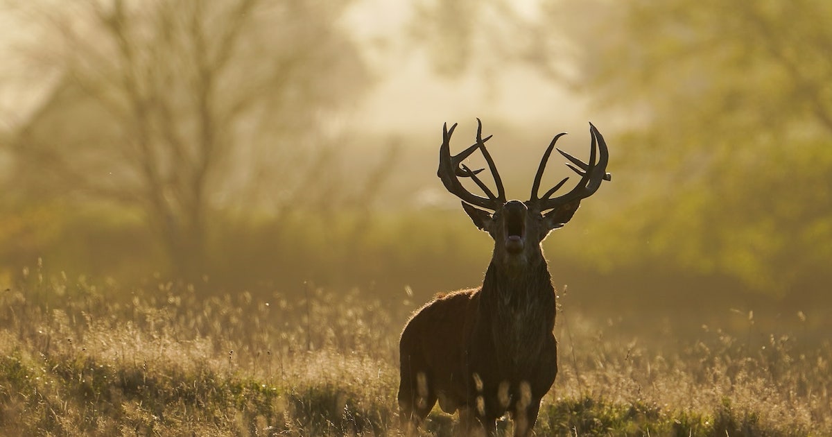 Deer-related crashes spike in the fall. Here's why.