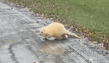 Couple Spots White ‘Cat’ By The Road Before Realizing He’s A 1-In-10,000 Rarity