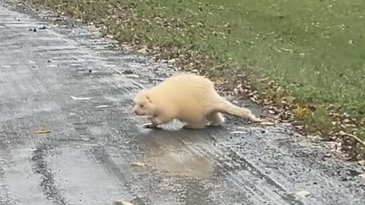 Couple Spots White ‘Cat’ By The Road Before Realizing He’s A 1-In-10,000 Rarity