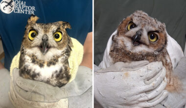 Great horned owl allegedly beaten with baseball bat by SoCal teens returns to wild after recovery