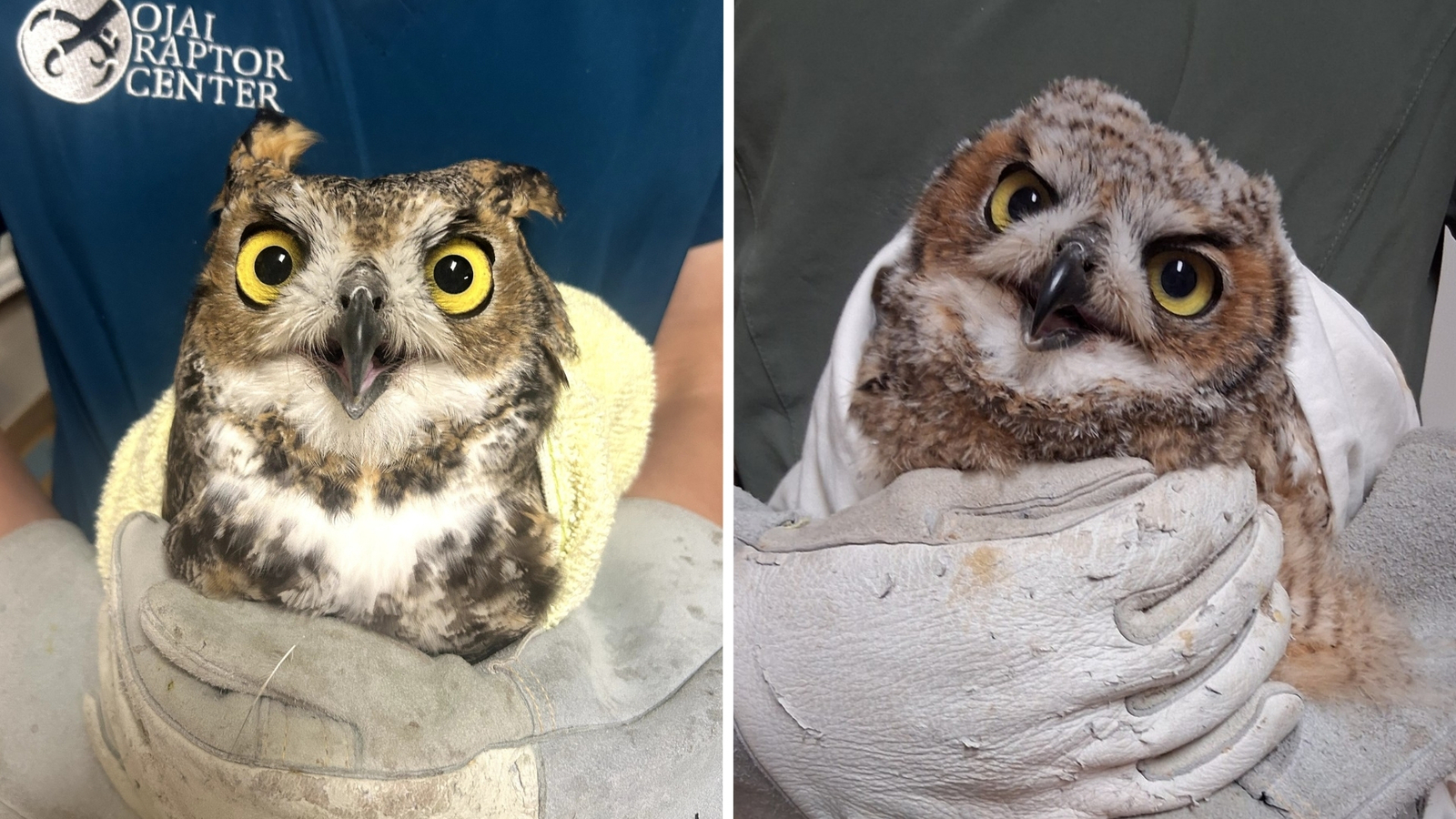 Great horned owl allegedly beaten with baseball bat by SoCal teens returns to wild after recovery