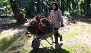 Palm oil prices to stay high next year on Southeast Asia drought
