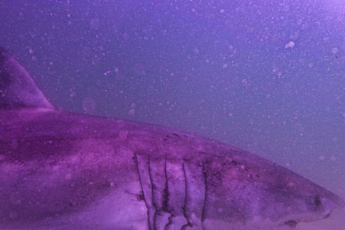 Influencer Lisharkman charged after capturing great white shark on Cape Cod