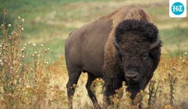 In 2026, researchers compared ancient and modern bison DNA, finding genetic diversity survived the population collapse