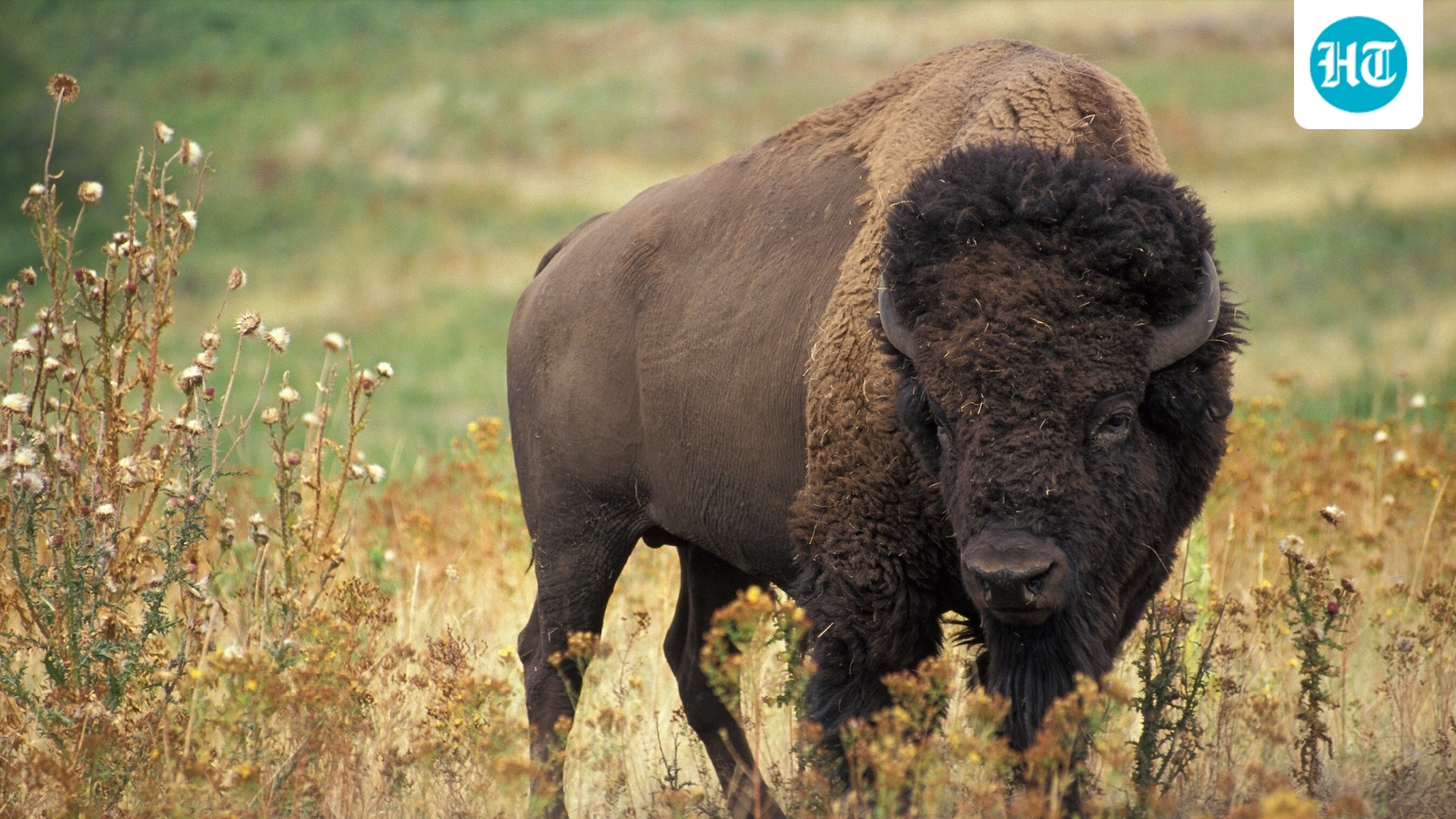 In 2026, researchers compared ancient and modern bison DNA, finding genetic diversity survived the population collapse