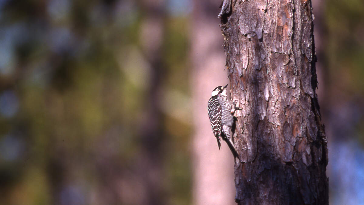 Endangered Species Act changes may put NC animals at risk