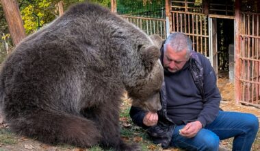 Bosnian man Petar Tubic rescued an abandoned bear cub in Mount Ozren. Now they're inseparable