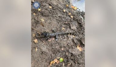 Texas game wardens issue citation to man after locating alligator tied up in a pond