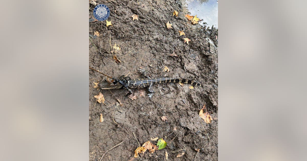 Texas game wardens issue citation to man after locating alligator tied up in a pond