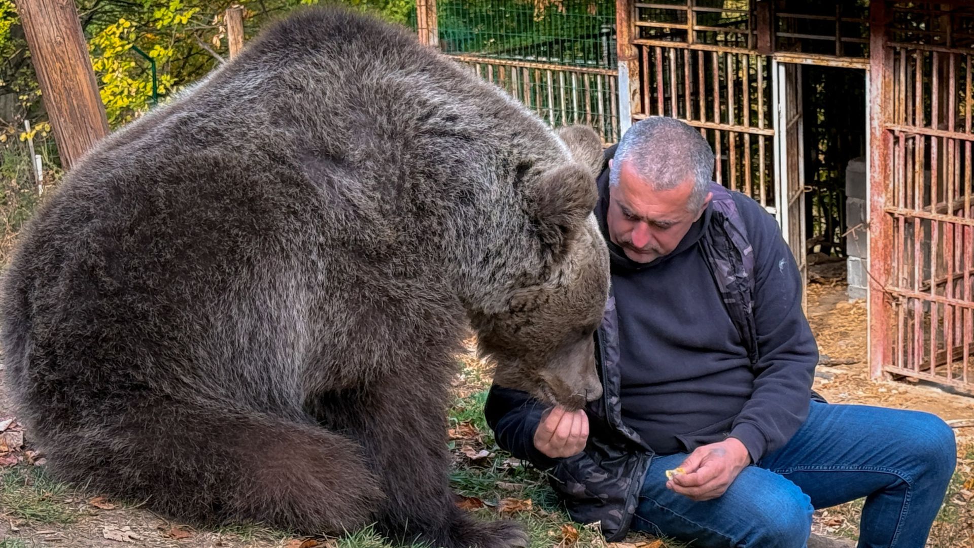 Petar Pero Tubic sits near female bear Ljiubica on Mount Ozren, near the town of Doboj, Bosnia, Sunday, Oct. 18, 2026.